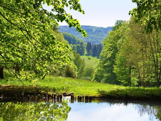 Waldlandschaft mit See als Symbol für naturnahes Wohnen in Königs Wusterhausen